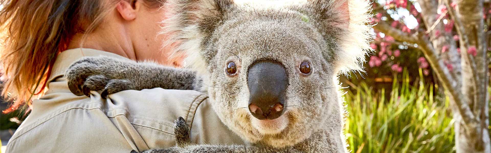 Woman hugging Koala in Australia