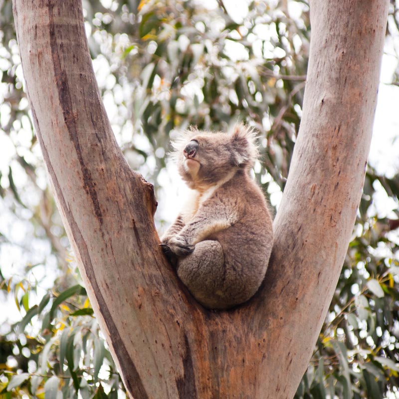 Brisbane Koala Experience on Experience OZ